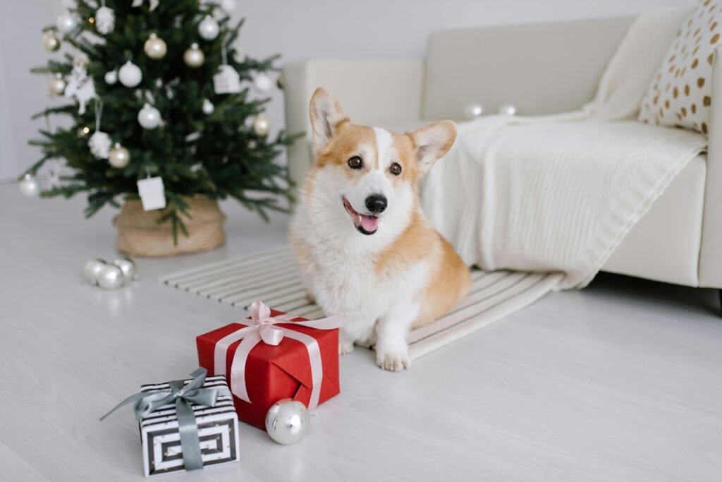 Cute corgi with presents in a cozy holiday setting.