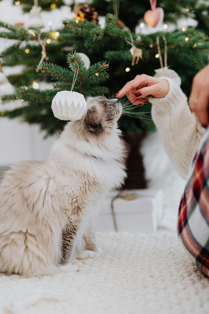 A fluffy ragdoll cat reaching for a hand by a decorated Christmas tree.