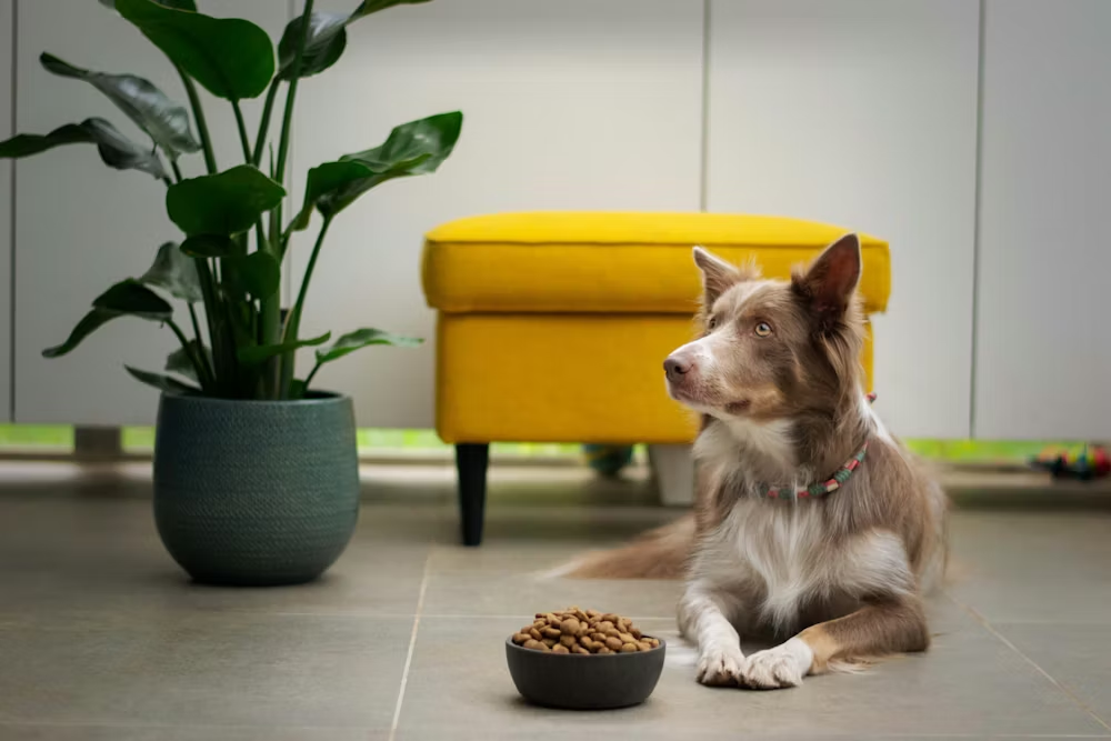 Dog Food and Health image