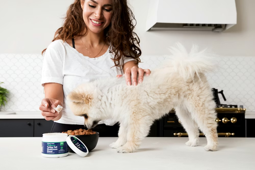 Dog Food and Health image