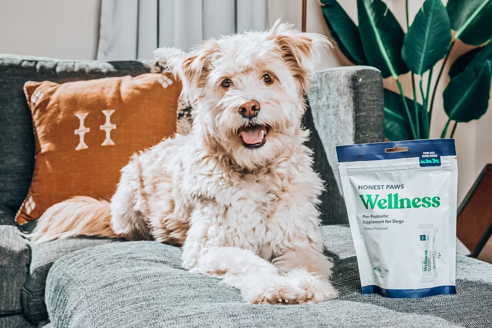 Dog Food and Health image