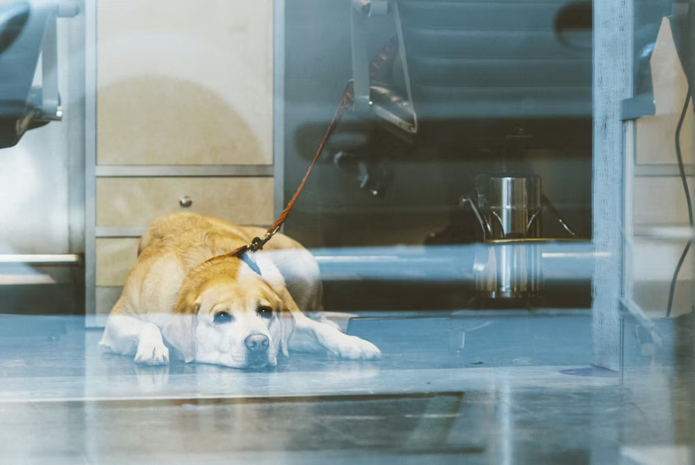 Dog Food and Health image