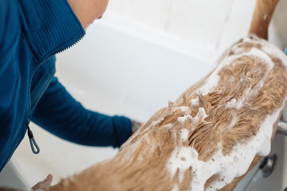Bathing and Cleaning image
