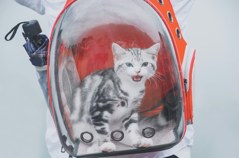 Travel Accessories image