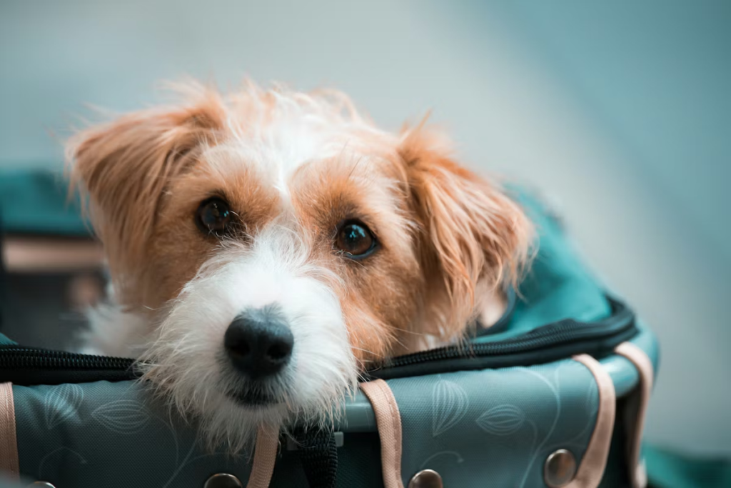 Travel Accessories image