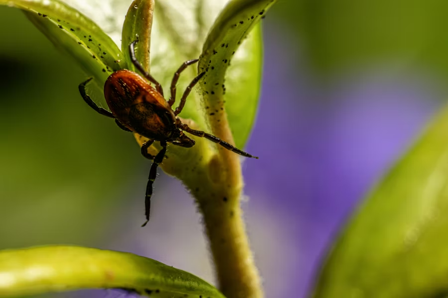 Landscaping & Yard Care image