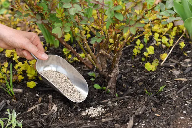 Plant Health & Growth image