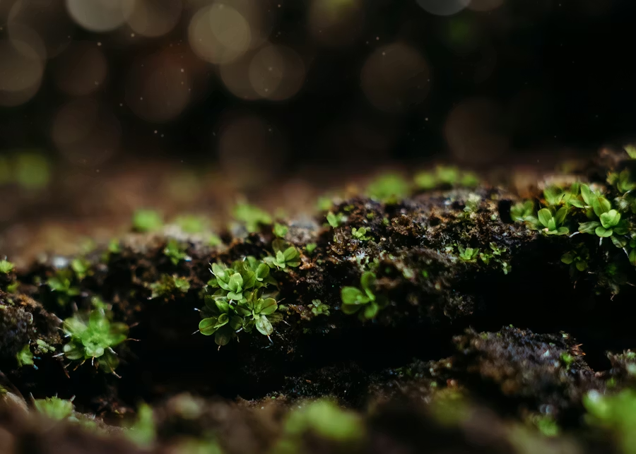 Plant Health & Growth image